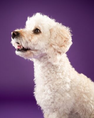 Maya, weißer Lockenhund, vor lila Hintergrund – Tierfotografie PetPortraits Wien