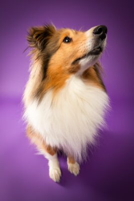 Nora, Sheltie, vor lila Hintergrund – Tierfotografie PetPortraits Wien