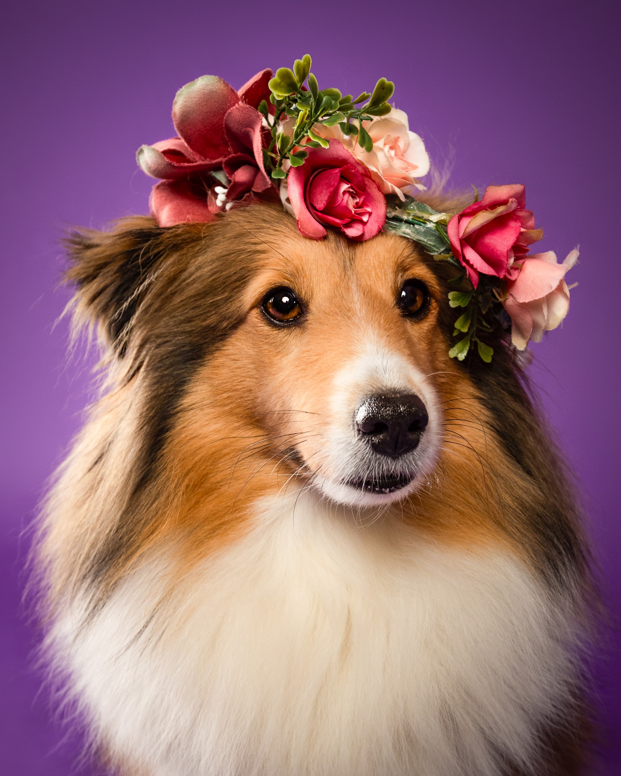 Nora, Sheltie, vor lila Hintergrund – Tierfotografie PetPortraits Wien