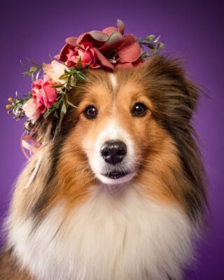Nora, Sheltie, vor lila Hintergrund – Tierfotografie PetPortraits Wien