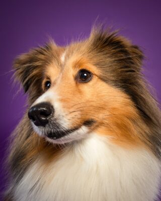 Nora, Sheltie, vor lila Hintergrund – Tierfotografie PetPortraits Wien