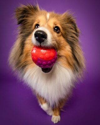 Nora, Sheltie, vor lila Hintergrund – Tierfotografie PetPortraits Wien