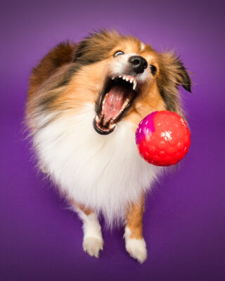 Nora, Sheltie, vor lila Hintergrund – Tierfotografie PetPortraits Wien