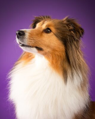 Nora, Sheltie, vor lila Hintergrund – Tierfotografie PetPortraits Wien