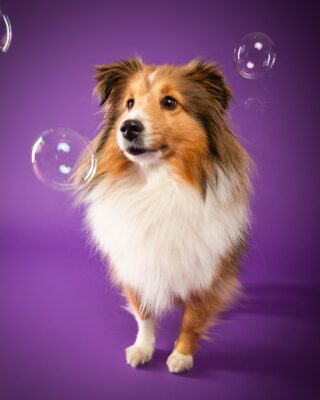 Nora, Sheltie, vor lila Hintergrund – Tierfotografie PetPortraits Wien
