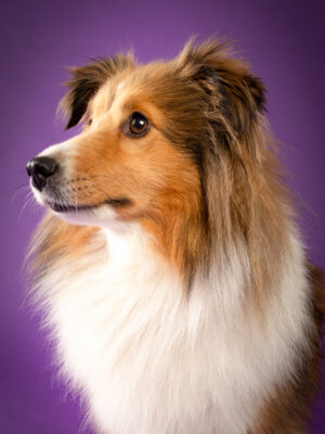 Nora, Sheltie, vor lila Hintergrund – Tierfotografie PetPortraits Wien