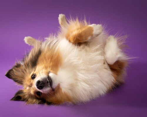 Nora, Sheltie, vor lila Hintergrund – Tierfotografie PetPortraits Wien