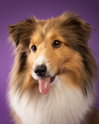 Nora, Sheltie, vor lila Hintergrund – Tierfotografie PetPortraits Wien