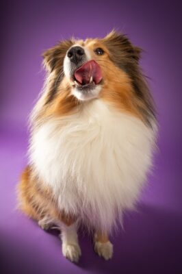 Nora, Sheltie, vor lila Hintergrund – Tierfotografie PetPortraits Wien
