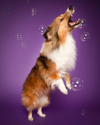Nora, Sheltie, vor lila Hintergrund – Tierfotografie PetPortraits Wien