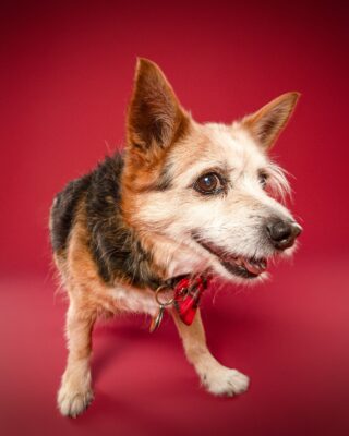 Speedy, kleiner dreifarbiger Hund mit rotem Halstuch, vor rotem Hintergrund – Tierfotografie PetPortraits Wien