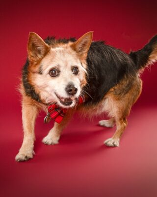 Speedy, kleiner dreifarbiger Hund mit rotem Halstuch, vor rotem Hintergrund – Tierfotografie PetPortraits Wien
