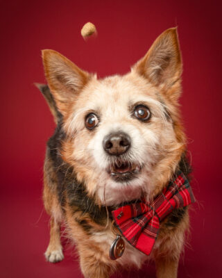 Speedy, kleiner dreifarbiger Hund mit rotem Halstuch, vor rotem Hintergrund – Tierfotografie PetPortraits Wien