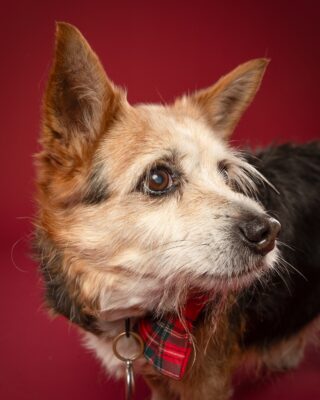 Speedy, kleiner dreifarbiger Hund mit rotem Halstuch, vor rotem Hintergrund – Tierfotografie PetPortraits Wien