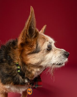 Speedy, kleiner dreifarbiger Hund mit rotem Halstuch, vor rotem Hintergrund – Tierfotografie PetPortraits Wien