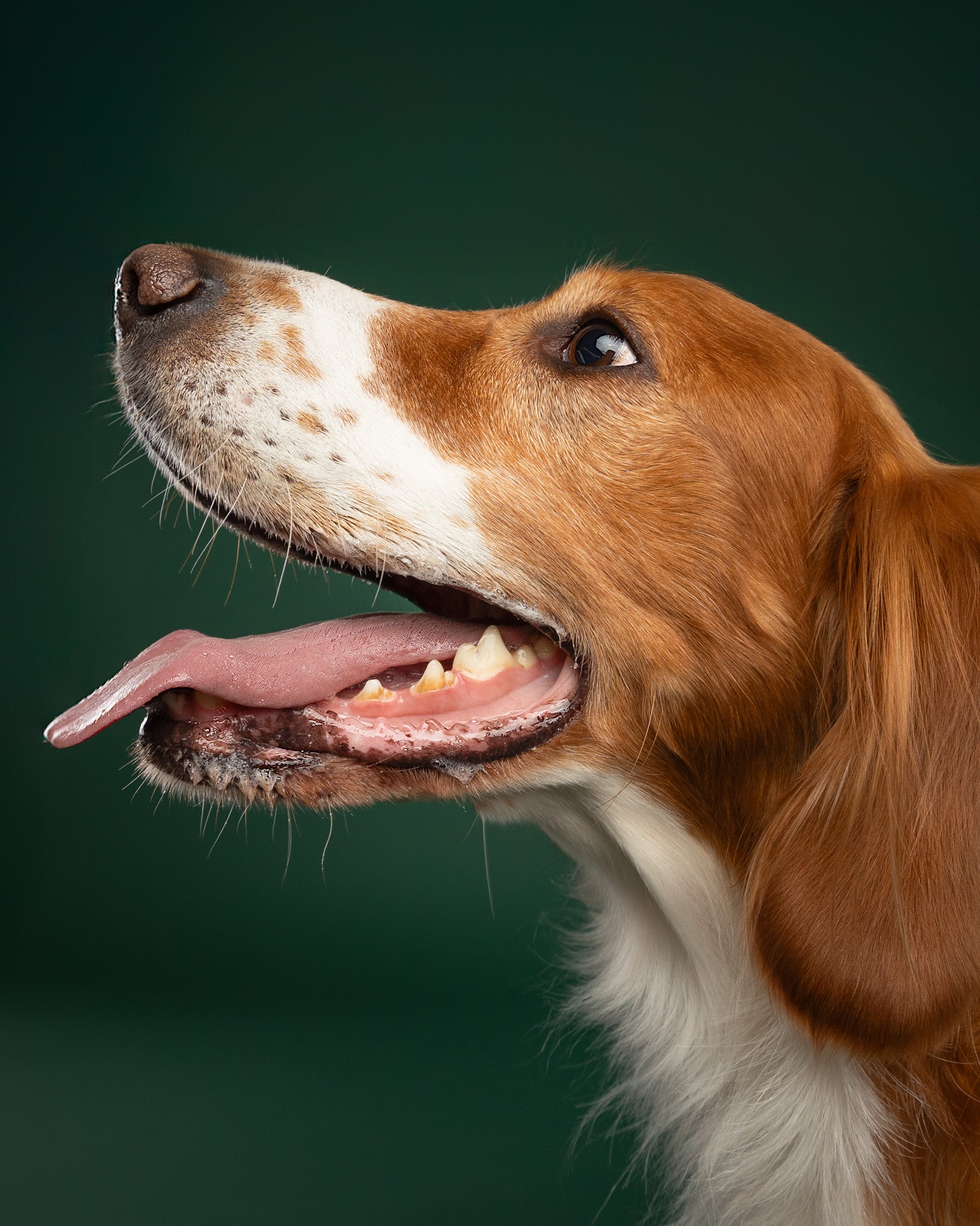 Timmy, braun-weißer Hund, vor grünem Hintergrund – Tierfotografie PetPortraits Wien