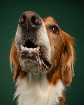 Timmy, braun-weißer Hund, vor grünem Hintergrund – Tierfotografie PetPortraits Wien