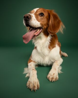 Timmy, braun-weißer Hund, vor grünem Hintergrund – Tierfotografie PetPortraits Wien