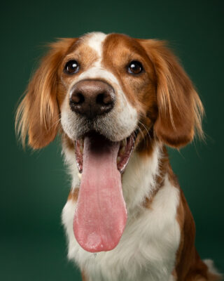 Timmy, braun-weißer Hund, vor grünem Hintergrund – Tierfotografie PetPortraits Wien