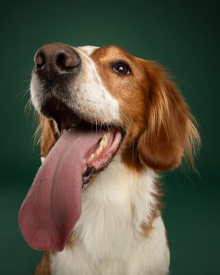Timmy, braun-weißer Hund, vor grünem Hintergrund – Tierfotografie PetPortraits Wien