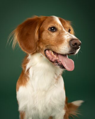Timmy, braun-weißer Hund, vor grünem Hintergrund – Tierfotografie PetPortraits Wien