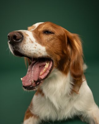 Timmy, braun-weißer Hund, vor grünem Hintergrund – Tierfotografie PetPortraits Wien