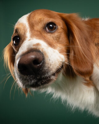 Timmy, braun-weißer Hund, vor grünem Hintergrund – Tierfotografie PetPortraits Wien