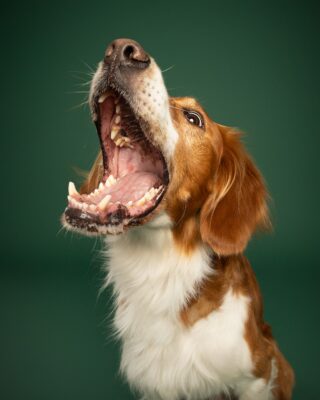 Timmy, braun-weißer Hund, vor grünem Hintergrund – Tierfotografie PetPortraits Wien