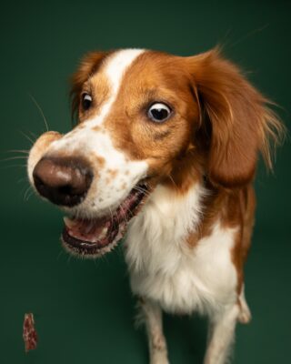 Timmy, braun-weißer Hund, vor grünem Hintergrund – Tierfotografie PetPortraits Wien