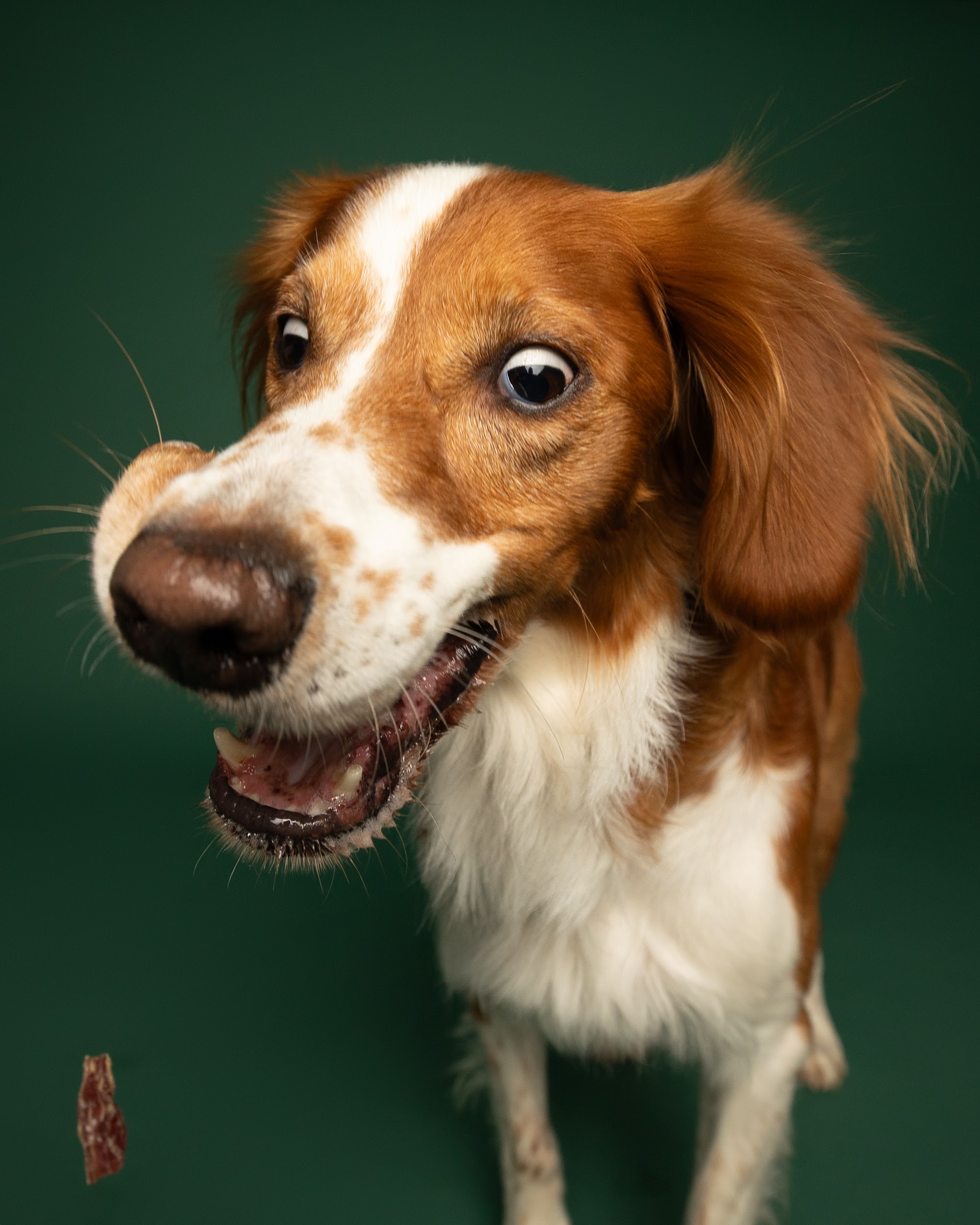 Timmy, braun-weißer Hund, vor grünem Hintergrund – Tierfotografie PetPortraits Wien
