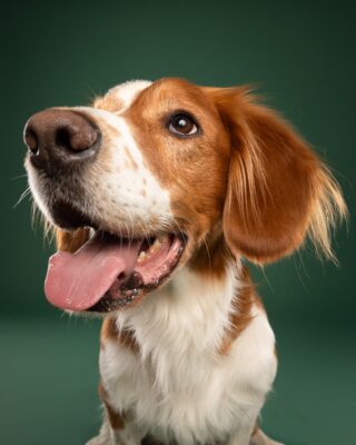 Timmy, braun-weißer Hund, vor grünem Hintergrund – Tierfotografie PetPortraits Wien