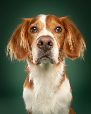 Timmy, braun-weißer Hund, vor grünem Hintergrund – Tierfotografie PetPortraits Wien